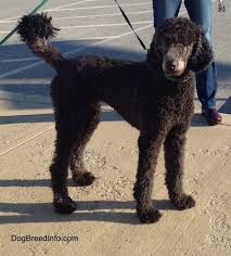 Standard Poodle Weight Chart By Age Www Bedowntowndaytona Com