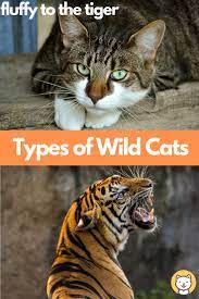 Types Of Wild Cats Images And Facts Types Of Wild Cats Wild Cats Popular Cat Breeds