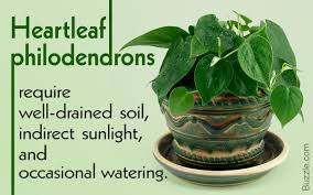 Heartleaf philodendron care would that all romantic relationships were as easy to care for as this philodendron. Get To Know How To Grow And Care For Heartleaf Philodendron Gardenerdy