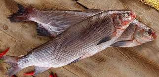 Сорта северной рыбы - Frost Fish