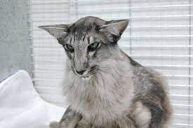 Oriental Longhair Cats Oriental Cat Oriental Shorthair Cats