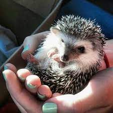 Fluff Enough Fresh American Style Fresh American Style Hedgehog Pet Super Cute Animals Cute Creatures