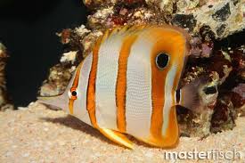 Control Of Aiptasia In Reef Aquariums Tanks