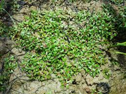 Image result for Elatine