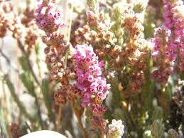Image result for Erica kingaensis
