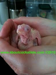 how to feed baby cockatiels