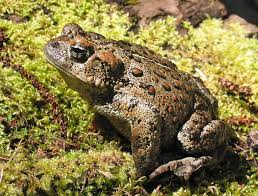 where are all the western toads