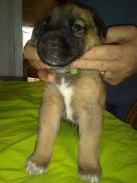 Check spelling or type a new query. German Shepherd And St Bernard Mix Puppies Petclassifieds Com