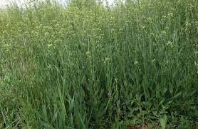 Image result for Fuirena microcarpa