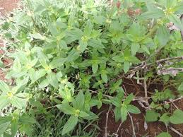 Image result for Mitracarpus