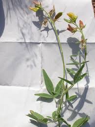 Image result for Crotalaria podocarpa