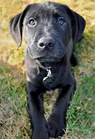 Pitbull Boxer Mix Black And Brown Black Lab Mixed With Pitbull Puppies Golden Boxer Mix Dogs Puppies Lab Mix Puppies Black Lab Puppies