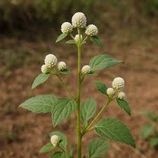 Image result for Nothosaerva