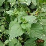 Image result for Acalypha fruticosa