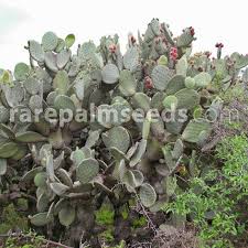 They belong to the vast genus opuntia. Opuntia Streptacantha Giant Prickly Pear Buy Seeds At Rarepalmseeds Com