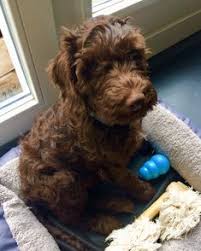 Find the perfect patio furniture & backyard decor at hayneedle, where you can buy online while you explore our room designs and curated looks for tips, ideas & inspiration to help you along the way. 16 Best Australian Labradoodle Ideas Australian Labradoodle Labradoodle Harvey