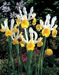 Iris Hollandica Apollo Iris Dutch From Van Bloem Gardens Dutch Iris Bulb Flowers Iris