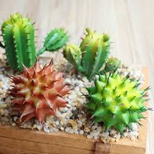 The seeds come in a lovely gift box with a flower and plant book. 1 Pcs Real Touch Mini Artificial Cactus Plastic Foam Succulent Plants Flores Home Table Decoration Flowers Diy Desert Plants Plant Plants Plants Succulentplants Artificial Aliexpress