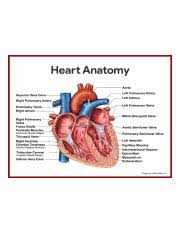Heart Anatomy Cardiovascular System Anatomy Charts Png