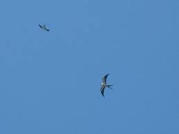 Swallow-tailed Kite Updates