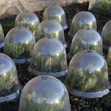 Planting tray black plastic with deep rim framed plants plant. Frost Protection For Plants How To Protect Plants From Frost