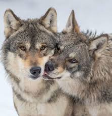 Nous Sommes En Hiver Il Fait Froid Fermez Les Yeux Et Imaginez Vous Un Instant Au Coin Dun Bon Feu De Bois Profitant De La S Wolf Dog Wolf World Animals Wild