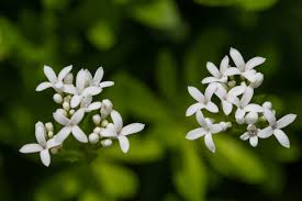 Image result for Galium