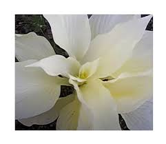 Since these plants lack chlorophyll the white feather hosta can be pruned in a few different ways. 1x Hosta White Feather Funkien Garten Pflanze Rhizom K Zk17