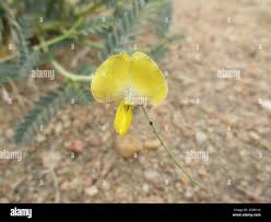 Image result for Sesbania pachycarpa