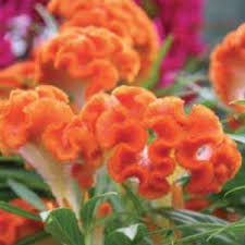 Celosia Greenhouse Product News Fall Flowers Garden Planning Autumn Trees