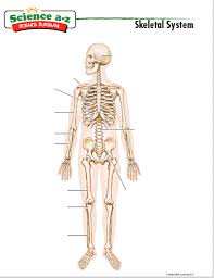 You can see a labeled diagram showing the main bones of the body. Skeletal System Easy Diagram Quizlet