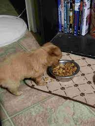 A six week old puppy is a bit young to be away from its mother. My Dog Is 6 Weeks Old I Have Been Given Him Puppy Food With Water When Should I Just Came From Just Plain Puppy Dog Food Petcoach