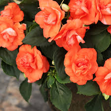 Image result for Impatiens oreocallis