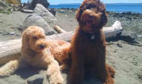 Submitted 1 hour ago by meetourfriend. Breeders Colorado Usa