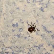 Kleine und große käfer im haus sind unerträglich und benötigen eine sofortige maßnahme. Wie Kann Ich Diesen Kafer Im Haus Beseitigen Gesundheit Beziehung Tiere