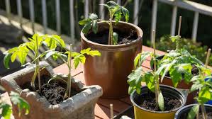 Pflanze wenn möglich direkt in den boden. Tomaten Im Kubel Auf Dem Balkon Pflanzen Ndr De Ratgeber Garten Nutzpflanzen