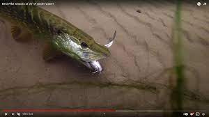 We did not find results for: Attaques De Brochet En Video Le Chasseur Francais