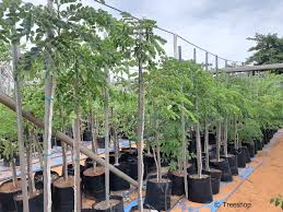 Image result for Albizia antunesiana