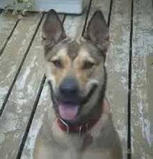 Bulldog mix and german shepherd mix confronting a pit bull mix, with a slap and a growl, at the shore of a. German Shepherd Pit Bull Mix German Shepherd Pit Bull Mix Puppies