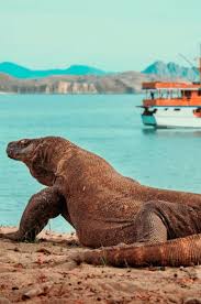 komodo island pink beach tourism with unparalleled natural charms komodo island komodo national park komodo dragon