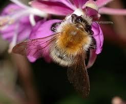 Image result for Bombus pascuorum gotlandicus