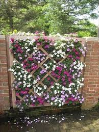 Second, you should think about the aesthetics of your project. 23 Lattice Ideas For Plants Outdoor Gardens Backyard Plants