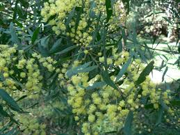 Image result for Acacia kamerunensis