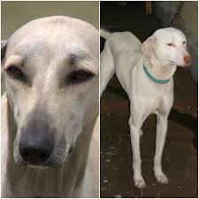 Compare Chippiparai Dog Vs Rajapalayam Ultimate Difference Between Chippiparai Dog Rajapalayam Rajapalayam, kanni, gombai and chippipaarai show quality breed male and female puppies available. compare chippiparai dog vs rajapalayam