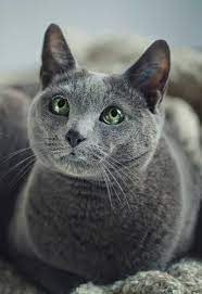 Russian Blue Cat Breed Information Center A Guide To The Russian Blue Blue Cats Russian Blue Russian Cat