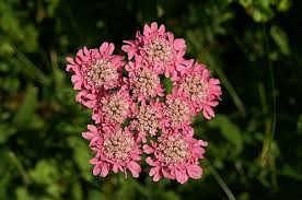 Image result for Heracleum abyssinicum