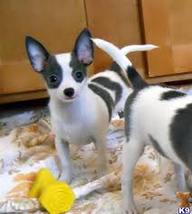 Find chihuahua puppies for sale near me. Blue Chihuahua Puppies For Sale Zoe Fans Blog