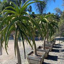 Image result for Aloe barendii