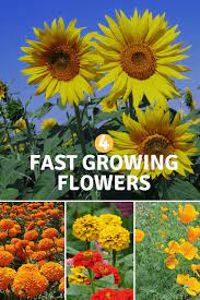 Alibaba.com offers 2145 fast growing flower seeds products. Which Flowers Grow The Fastest Try These For Fast Results Gardening Channel