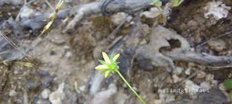 Image result for Wahlenbergia subaphylla